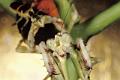 theopropus elegans 3